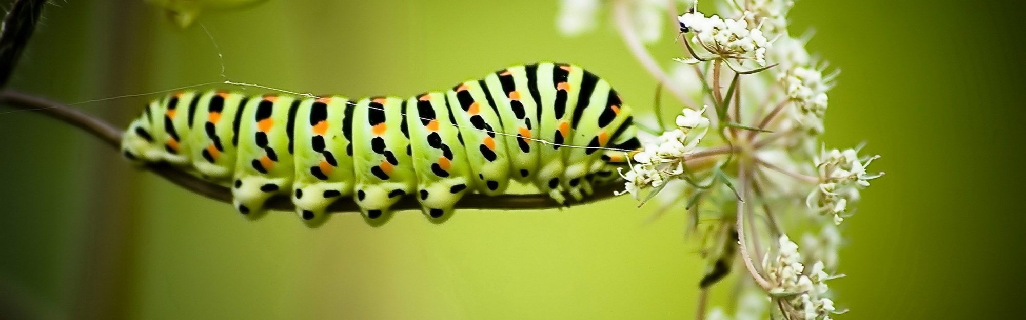 Caterpillar