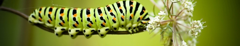 Caterpillar