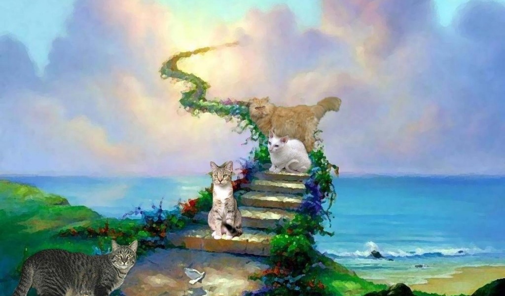 Cats And Heaven