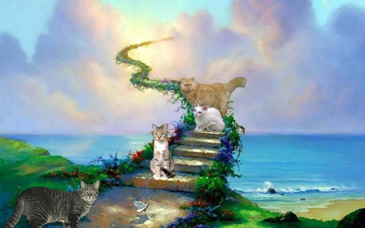 Cats And Heaven