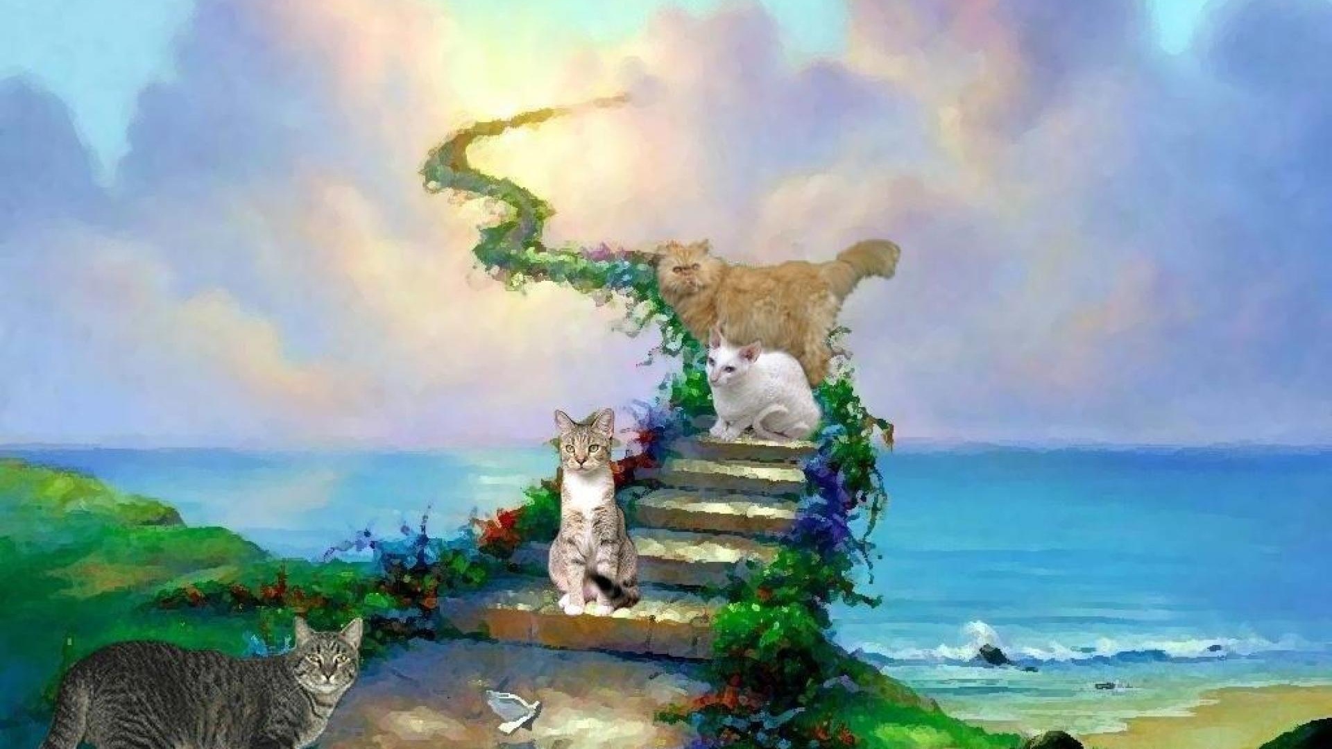 Cats And Heaven