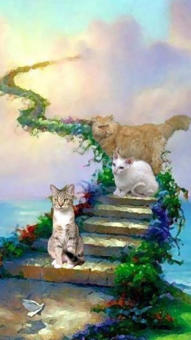 Cats And Heaven