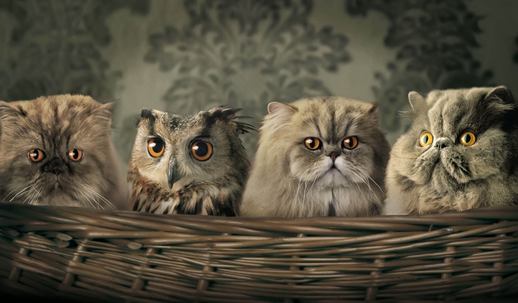 Cats And Owl