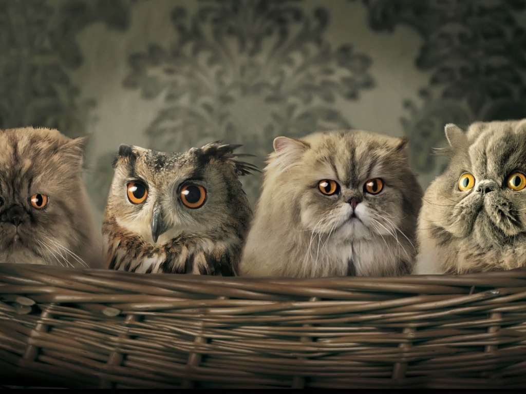 Cats And Owl