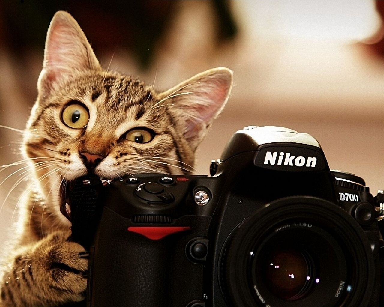 Cats Bite Funny Cameras Nikon Kittens Photo Camera Biting