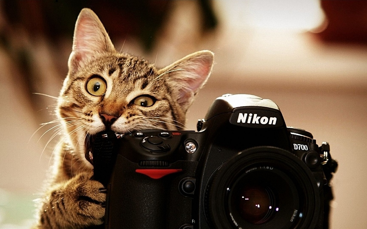 Cats Bite Funny Cameras Nikon Kittens Photo Camera Biting