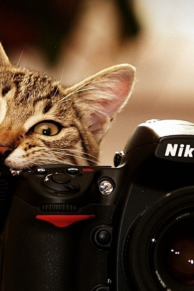 Cats Bite Funny Cameras Nikon Kittens Photo Camera Biting