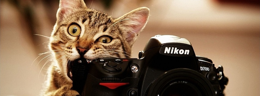 Cats Bite Funny Cameras Nikon Kittens Photo Camera Biting