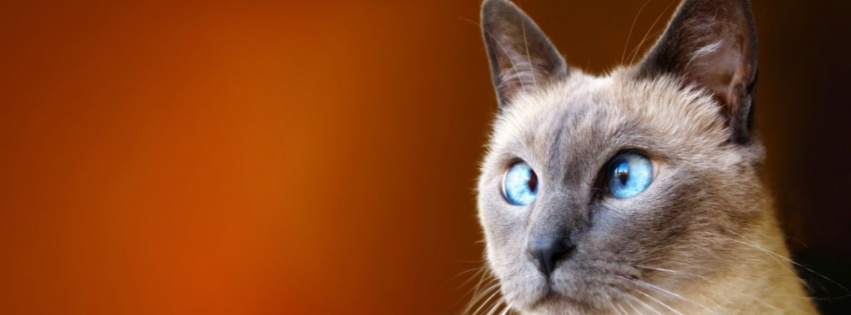 Cats Blue Eyes Animals Funny