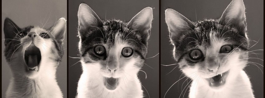 Cats Funny 1