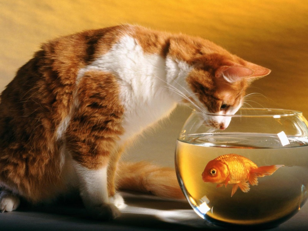 Cats Funny Goldfish Fish Bowls