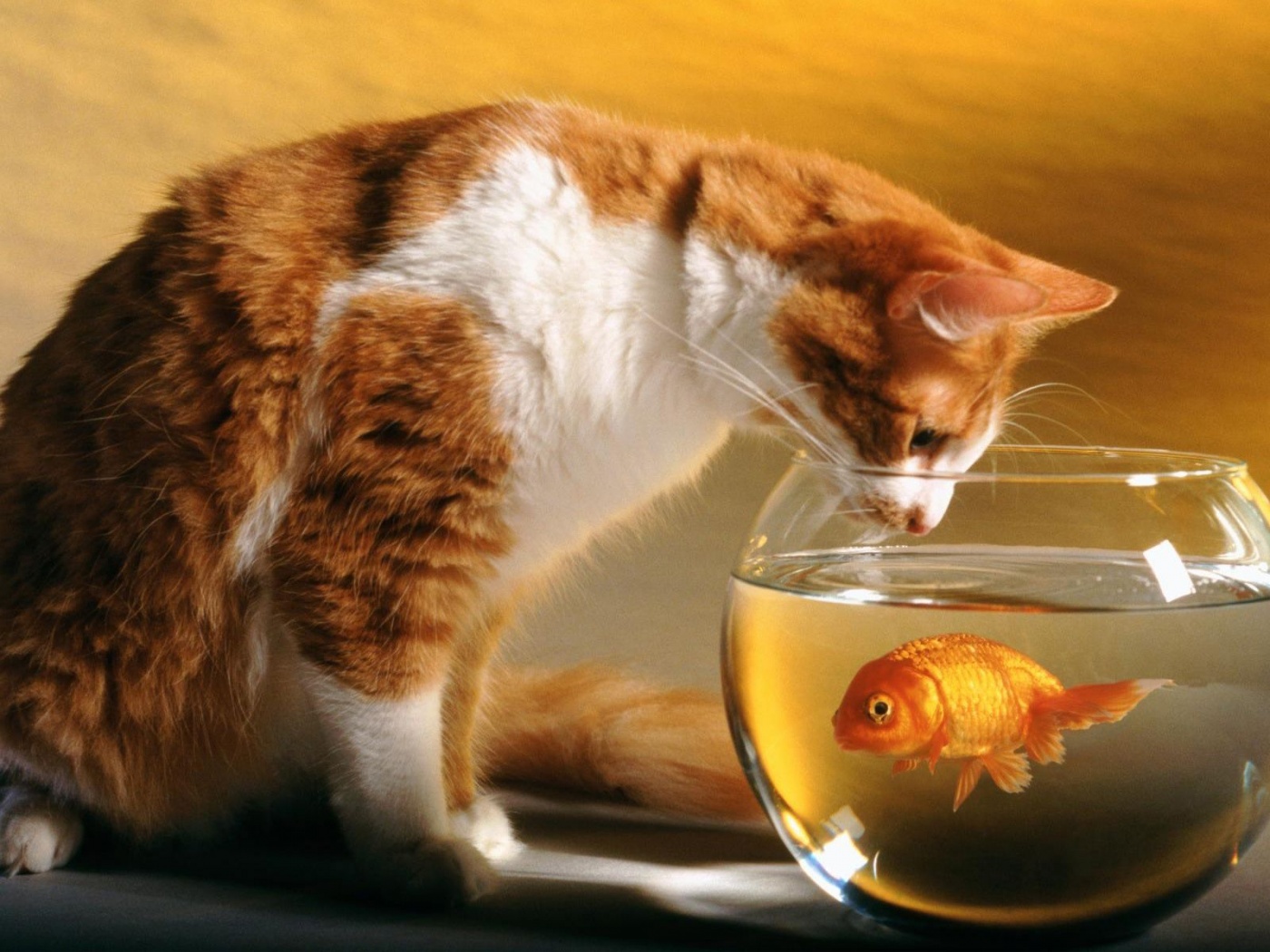 Cats Funny Goldfish Fish Bowls