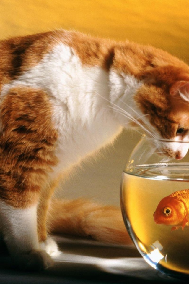 Cats Funny Goldfish Fish Bowls