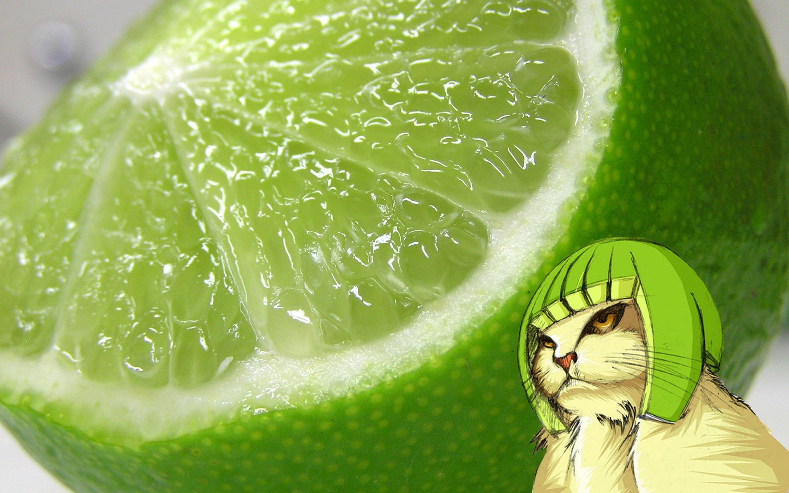 Cats Funny Lemons