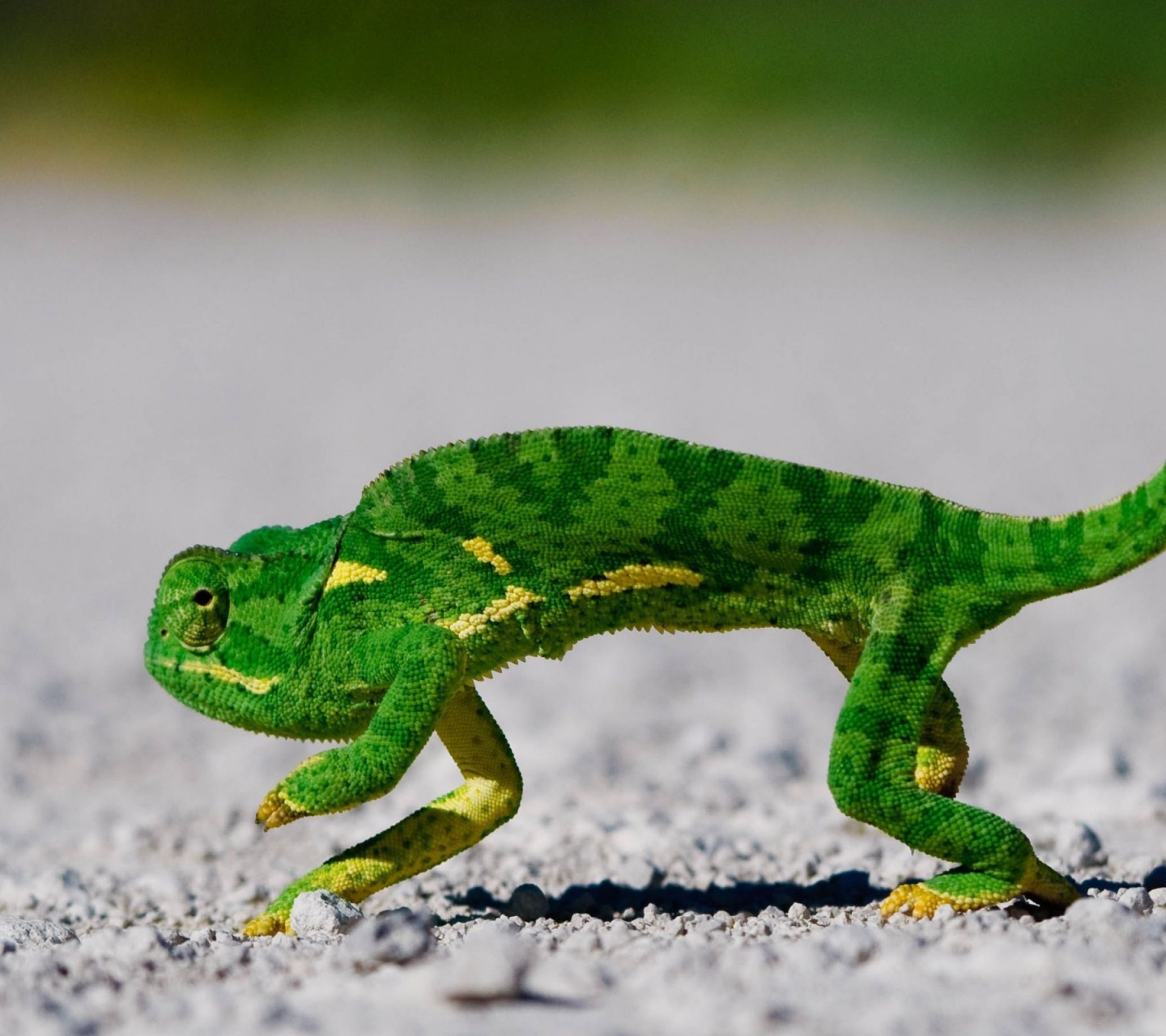 Chameleon On Sand