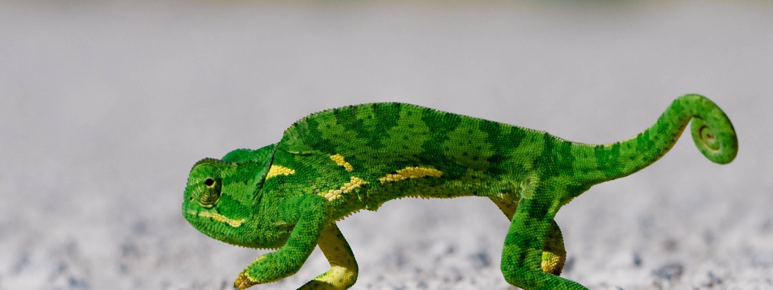 Chameleon On Sand