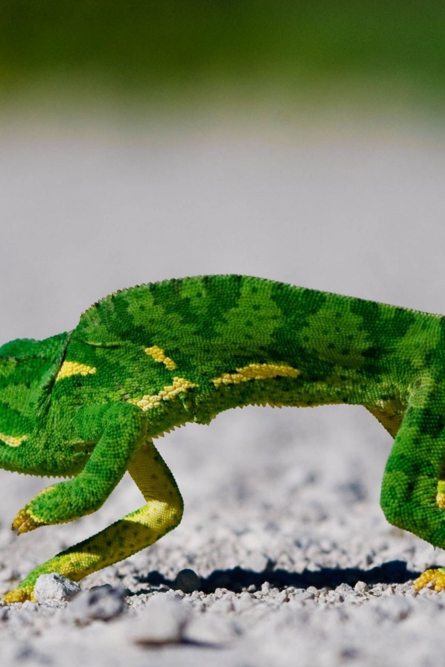 Chameleon On Sand