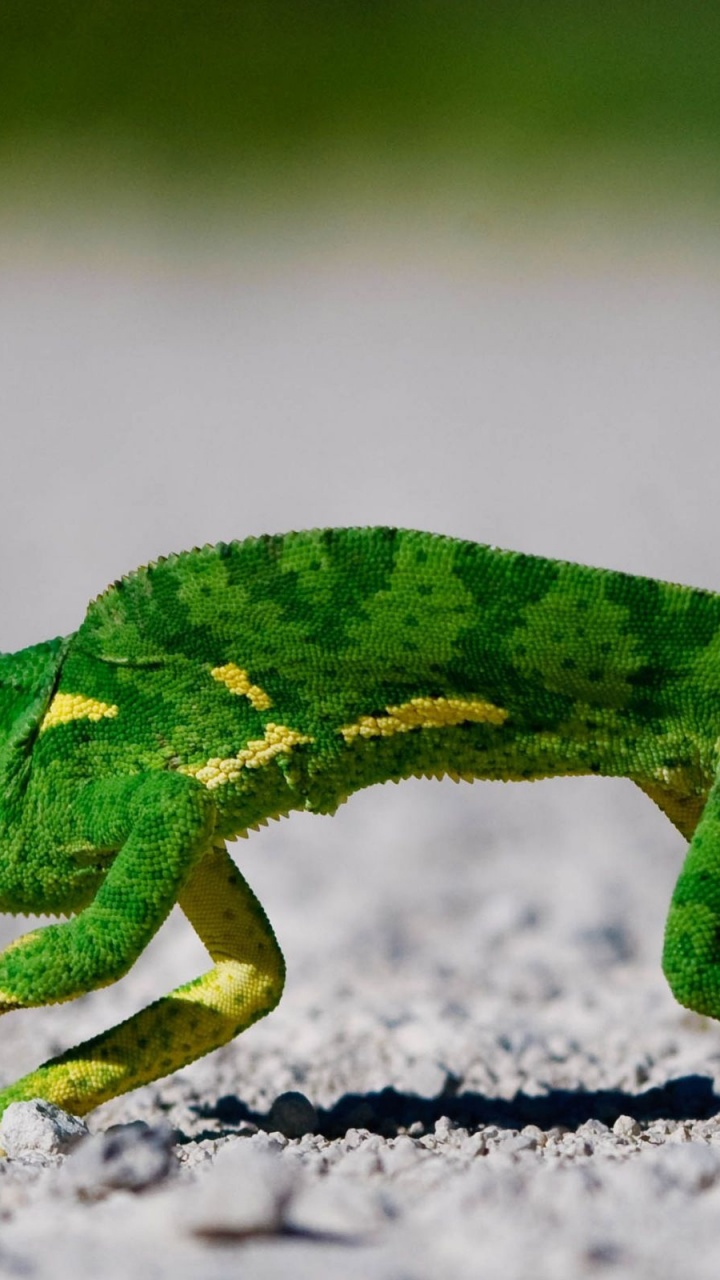 Chameleon On Sand