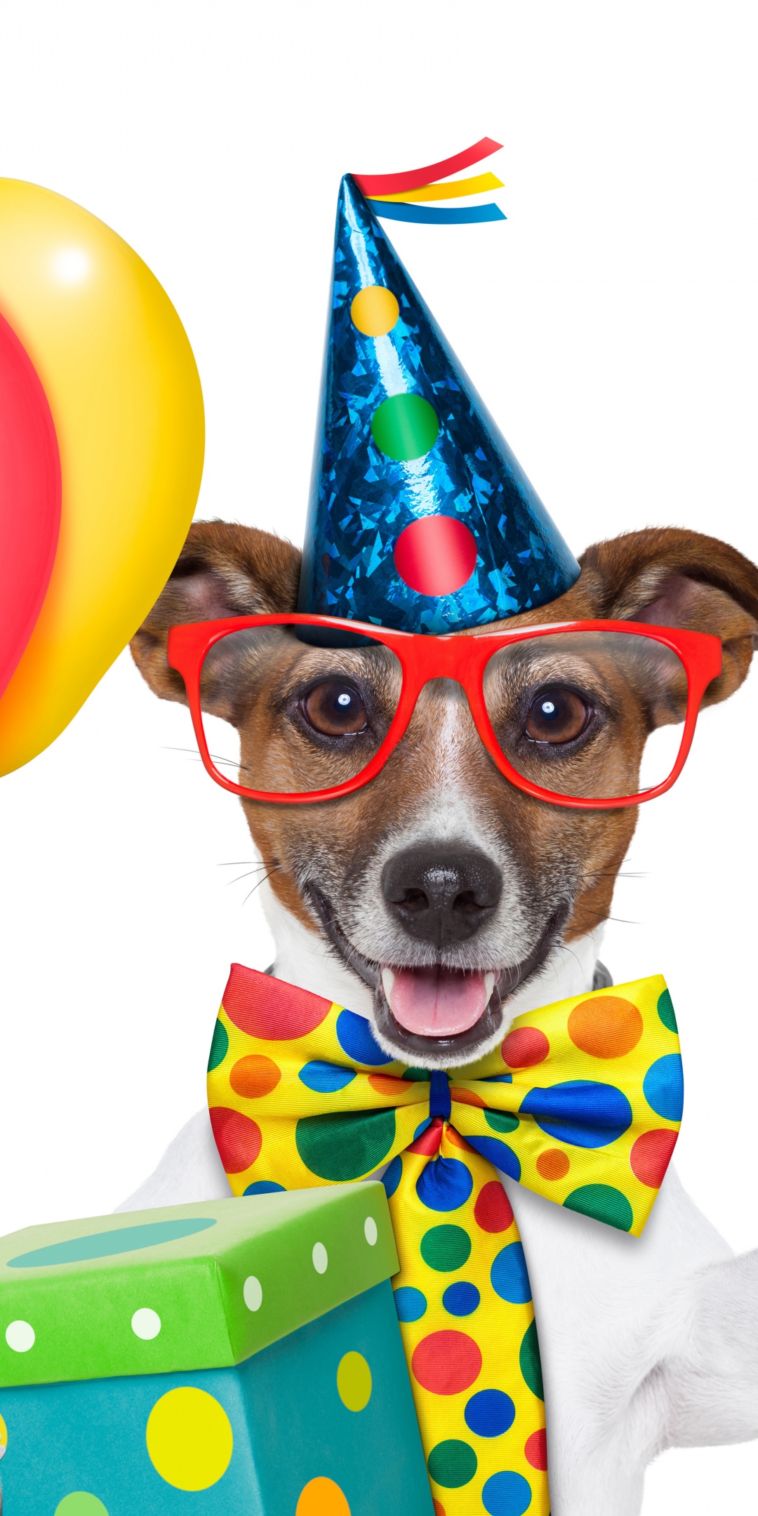 Cheerful Dog On Birthday