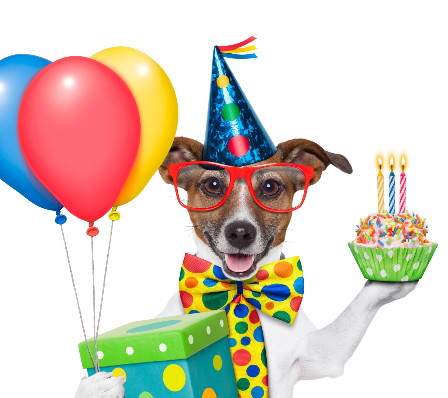 Cheerful Dog On Birthday