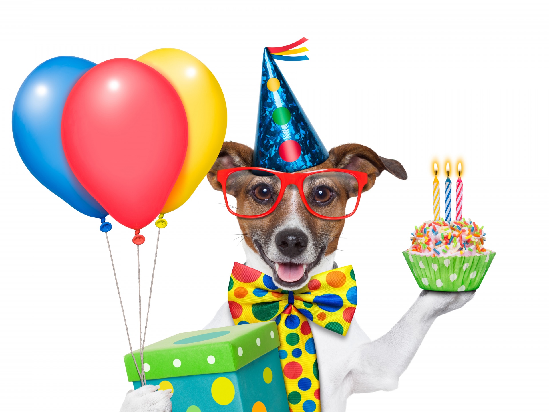 Cheerful Dog On Birthday