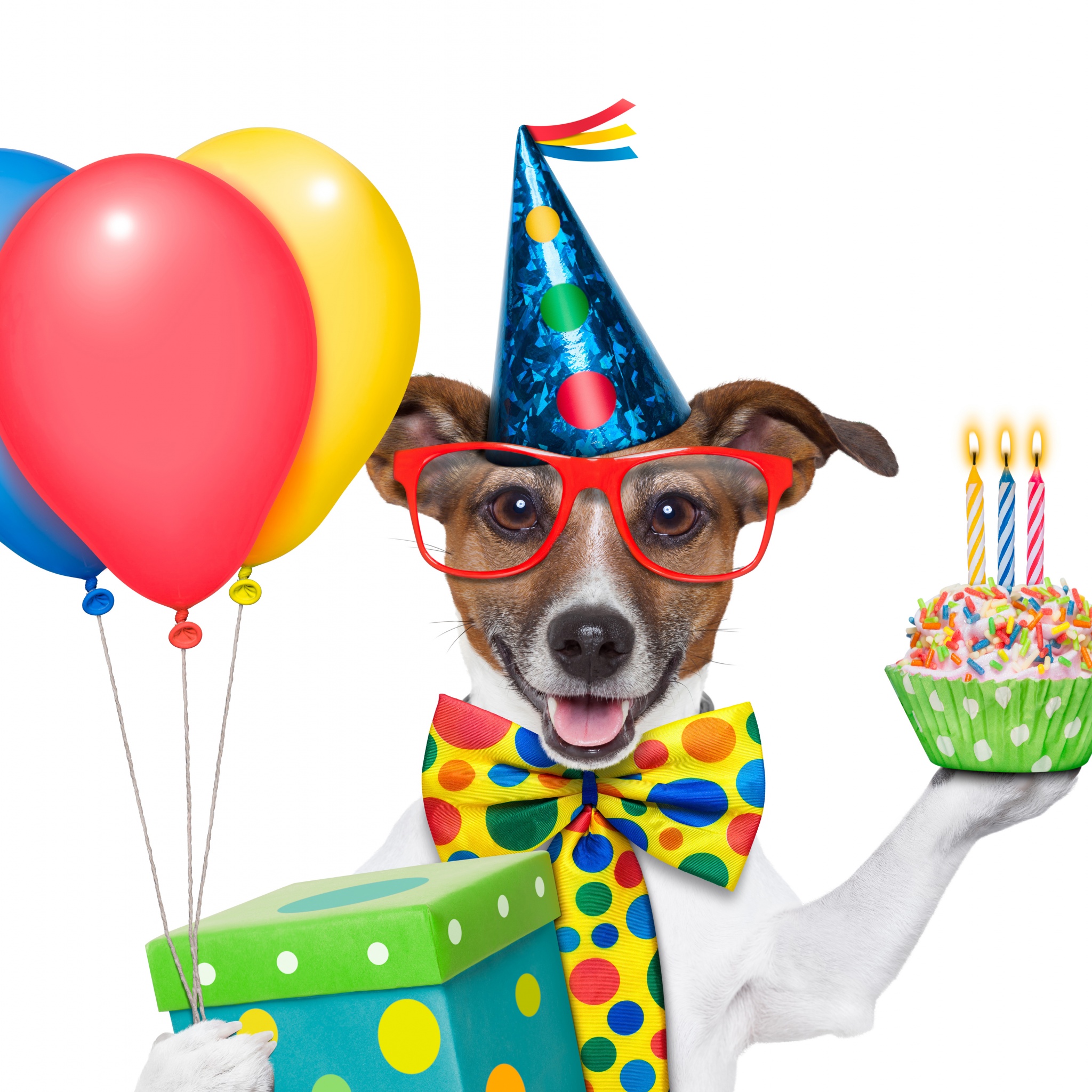 Cheerful Dog On Birthday