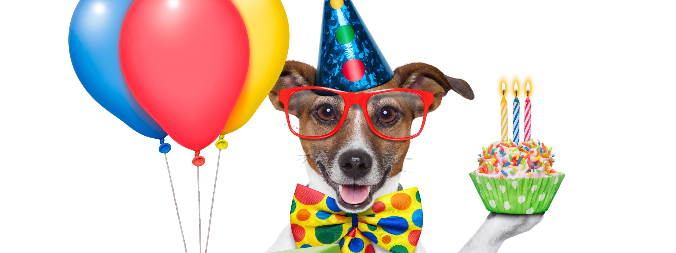 Cheerful Dog On Birthday