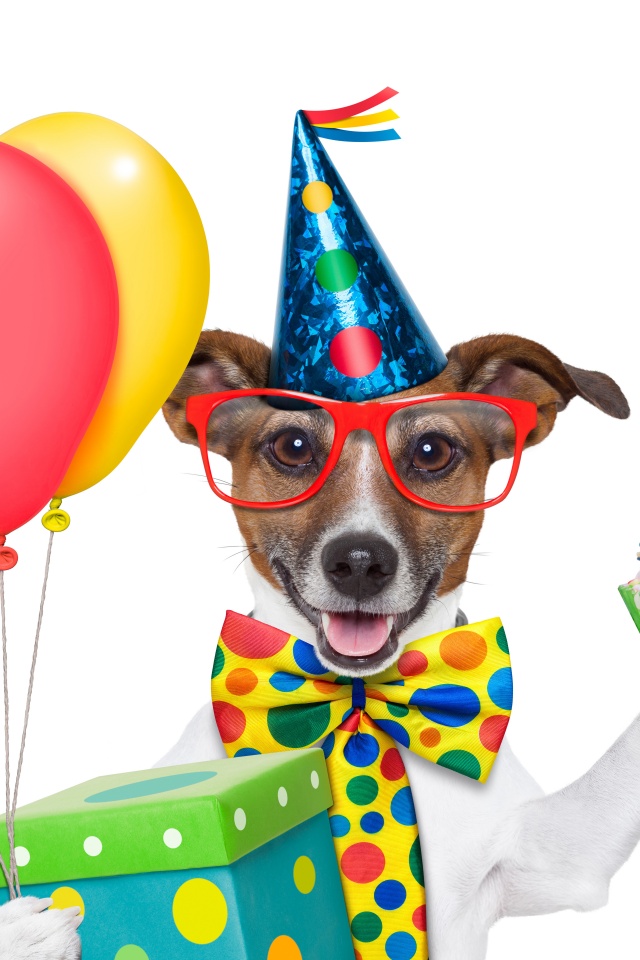 Cheerful Dog On Birthday