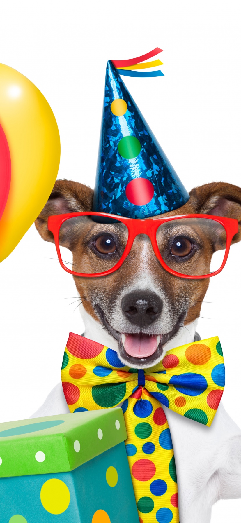 Cheerful Dog On Birthday