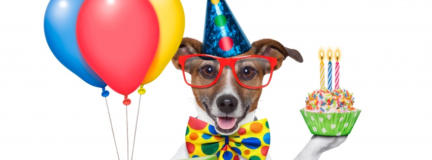 Cheerful Dog On Birthday