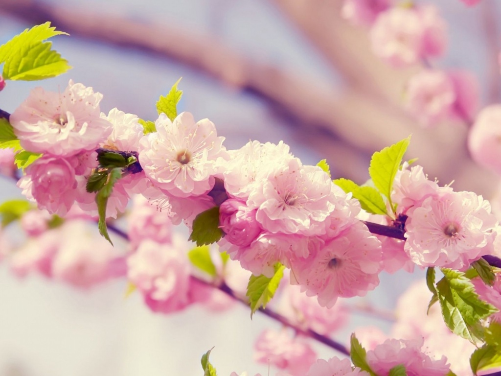 Cherries In Bloom Pink