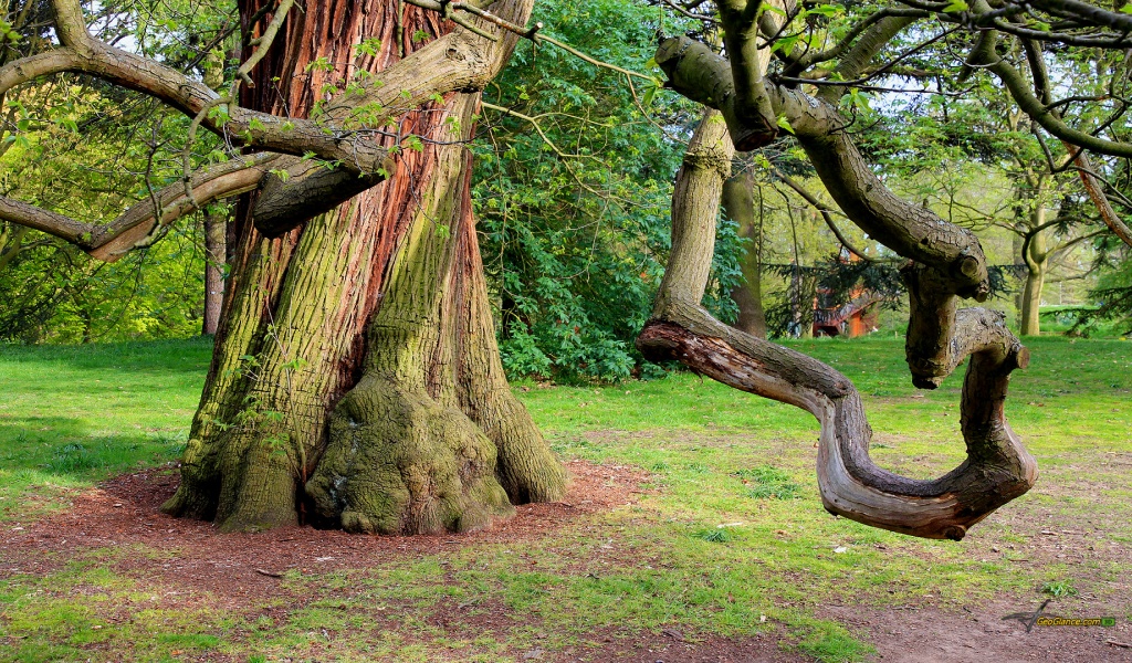 Chestnut Sweet Background Photo Tree Nature