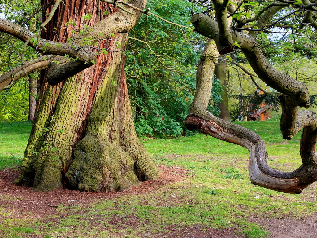 Chestnut Sweet Background Photo Tree Nature