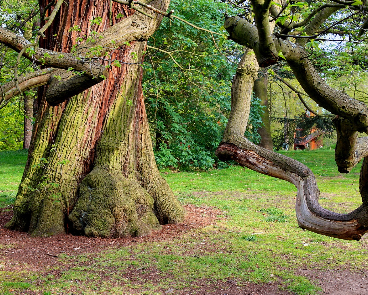 Chestnut Sweet Background Photo Tree Nature