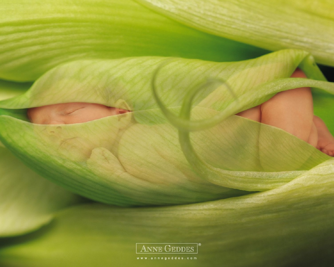 Child Leaves Sprouts Greens