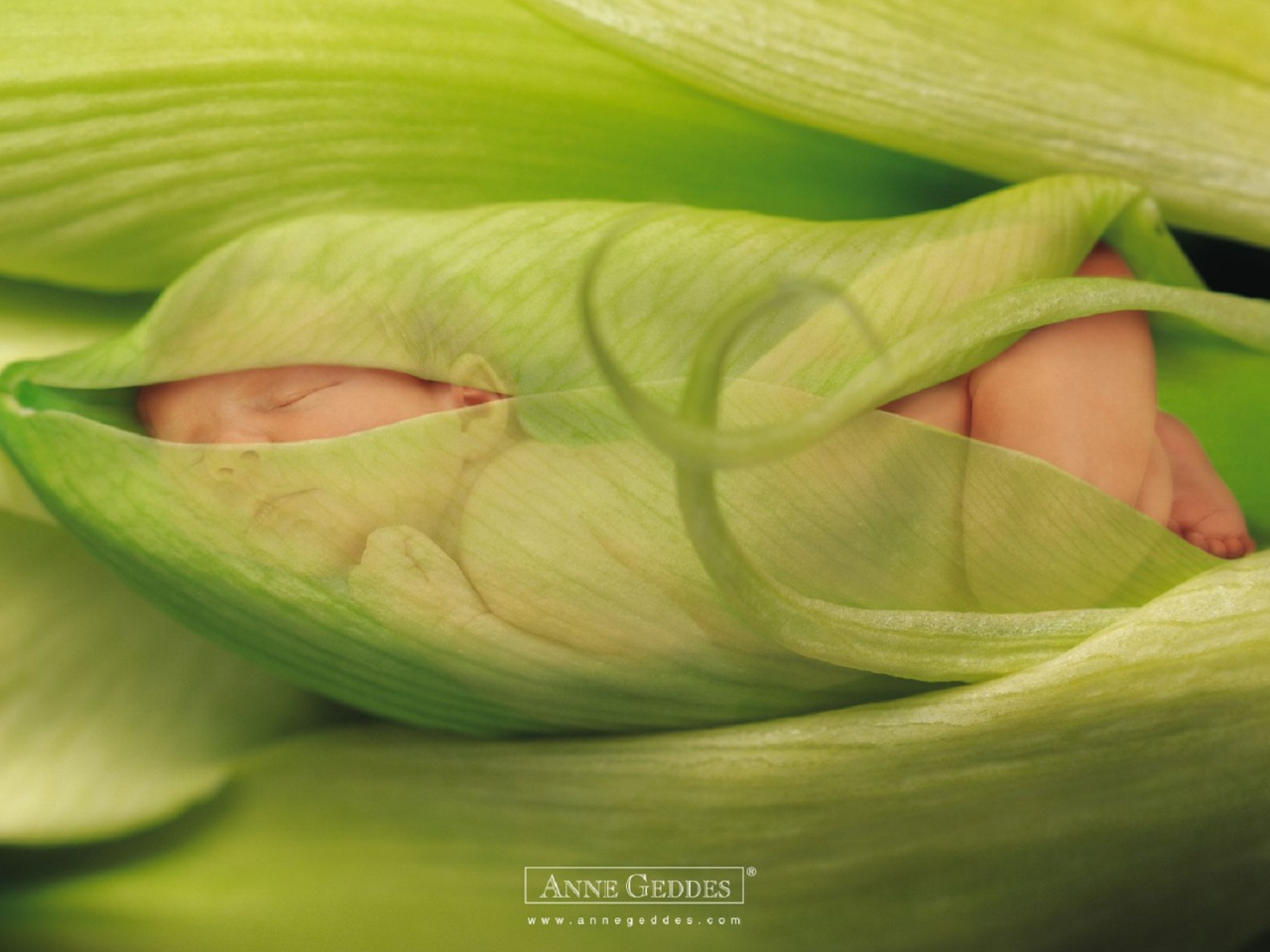 Child Leaves Sprouts Greens