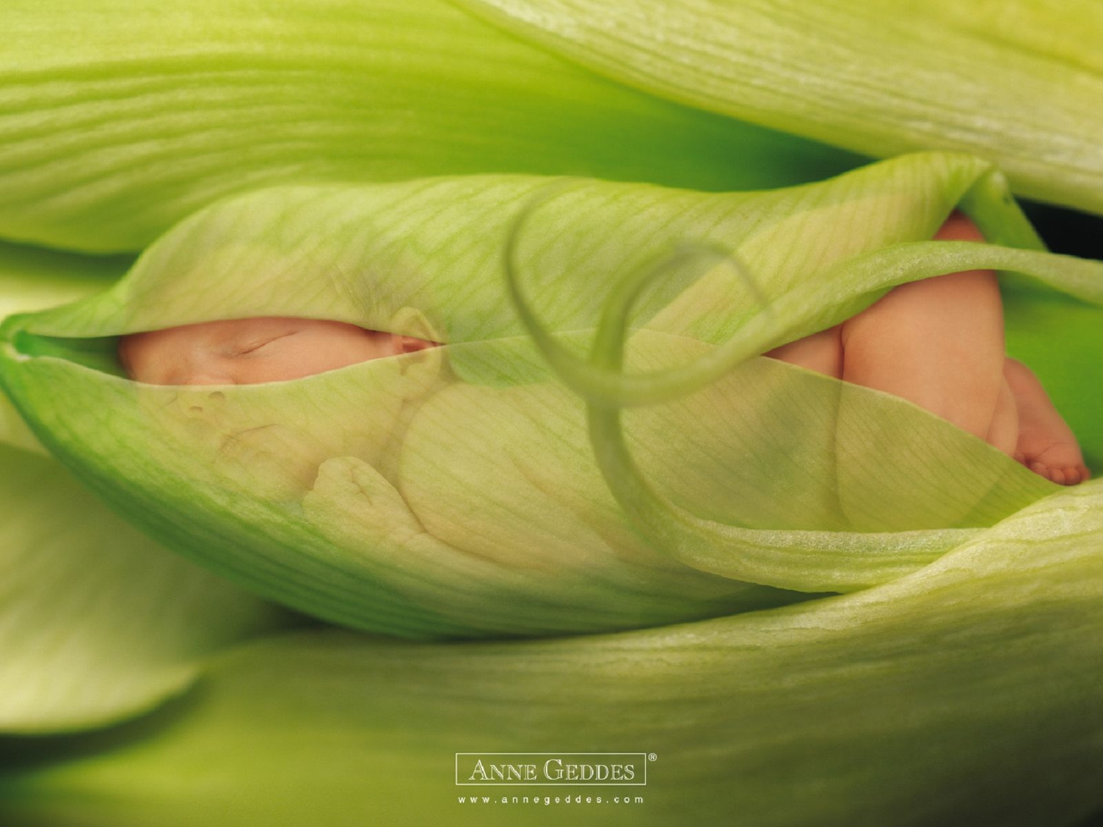 Child Leaves Sprouts Greens