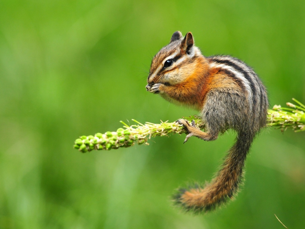 Chipmunk Eating