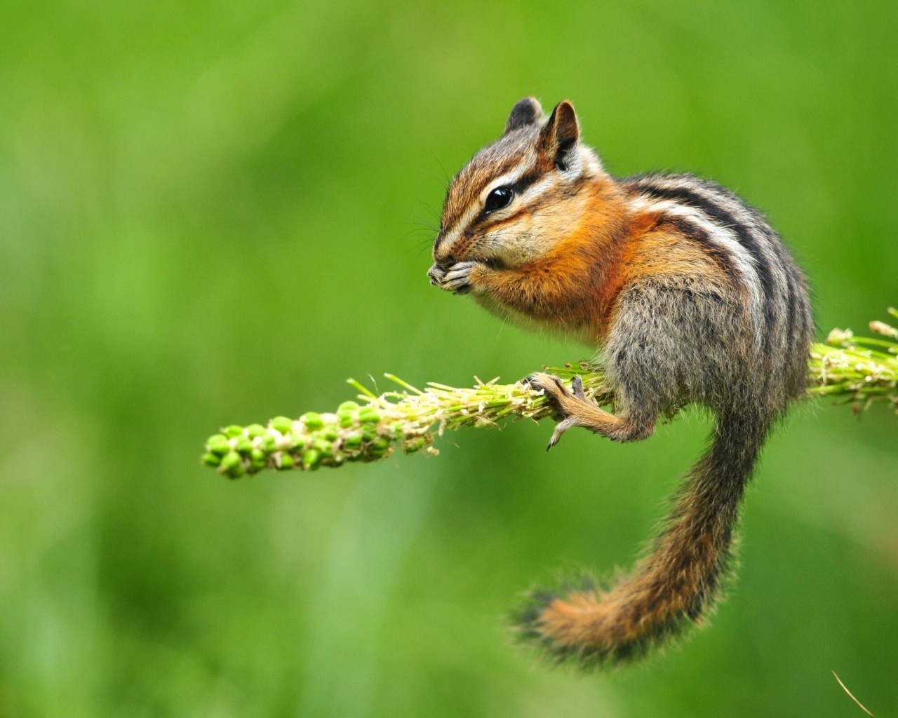 Chipmunk Eating