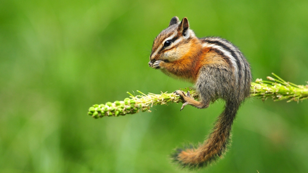 Chipmunk Eating