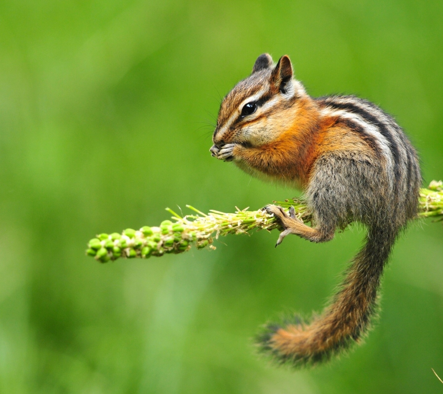 Chipmunk Eating