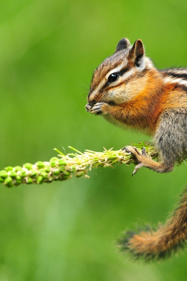 Chipmunk Eating