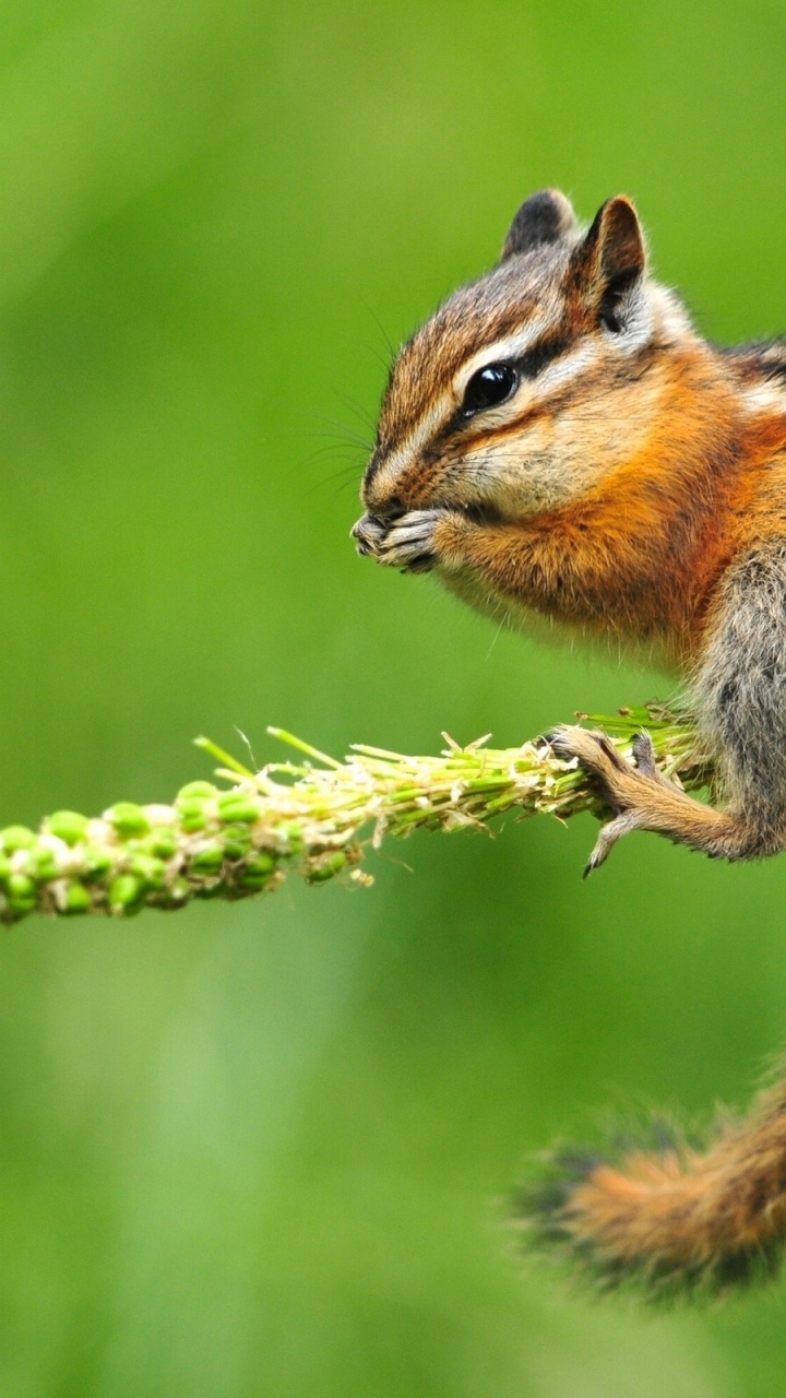 Chipmunk Eating