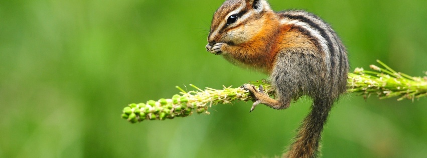 Chipmunk Eating