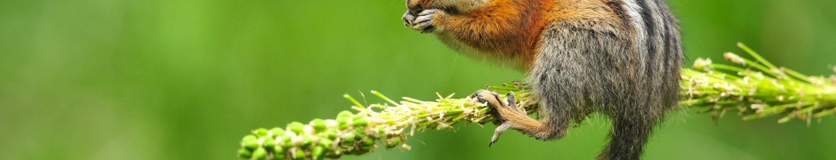 Chipmunk Eating