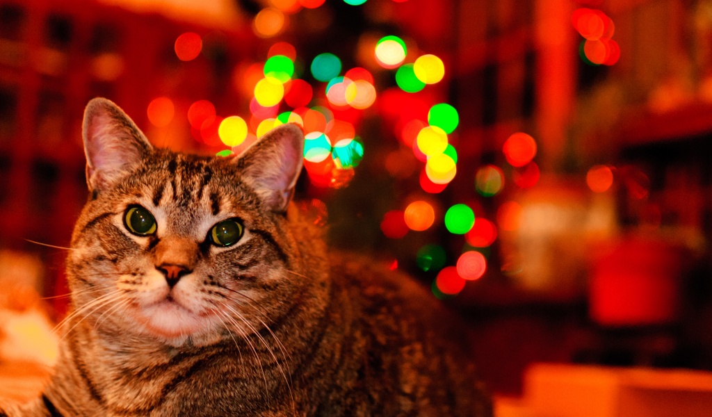 Christmas And Maine Coon Cat