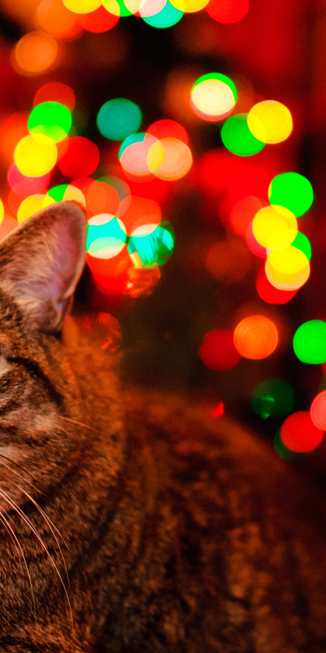 Christmas And Maine Coon Cat