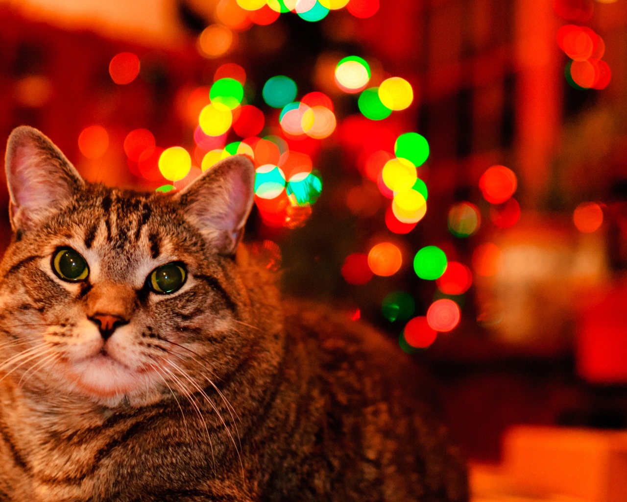 Christmas And Maine Coon Cat