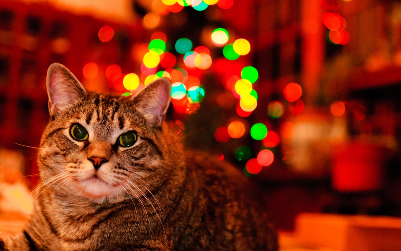 Christmas And Maine Coon Cat