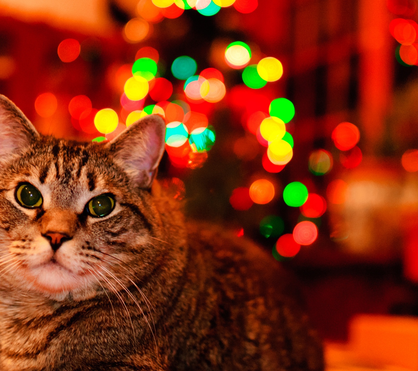 Christmas And Maine Coon Cat